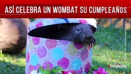 Un año de vida: así celebra un Wombat su cumpleaños en Australia