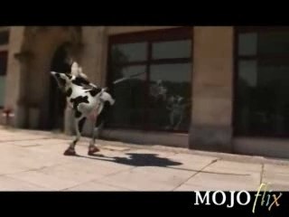 Crazy Cow I Like To Moo