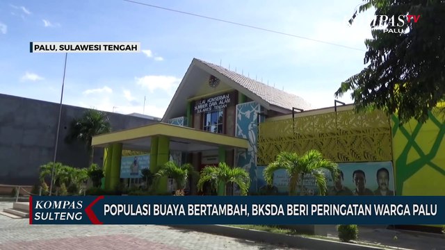 Populasi Buaya Bertambah, BKSDA Beri Peringatan Warga Palu