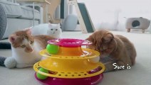 My Kittens Tried to Milk LuLu! | Ep 05 | Kitty Party