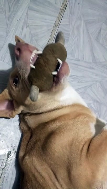 maharoooot
