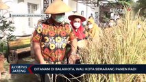 Wali Kota Semarang Hendrar Prihadi Panen Padi di Halaman Balai Kota