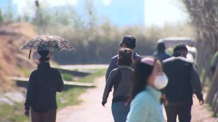 [날씨] 봄기운 완연, 봄꽃 활짝...영동 '불조심' / YTN