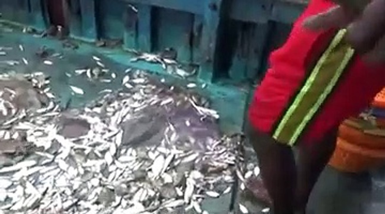 Fish Caught