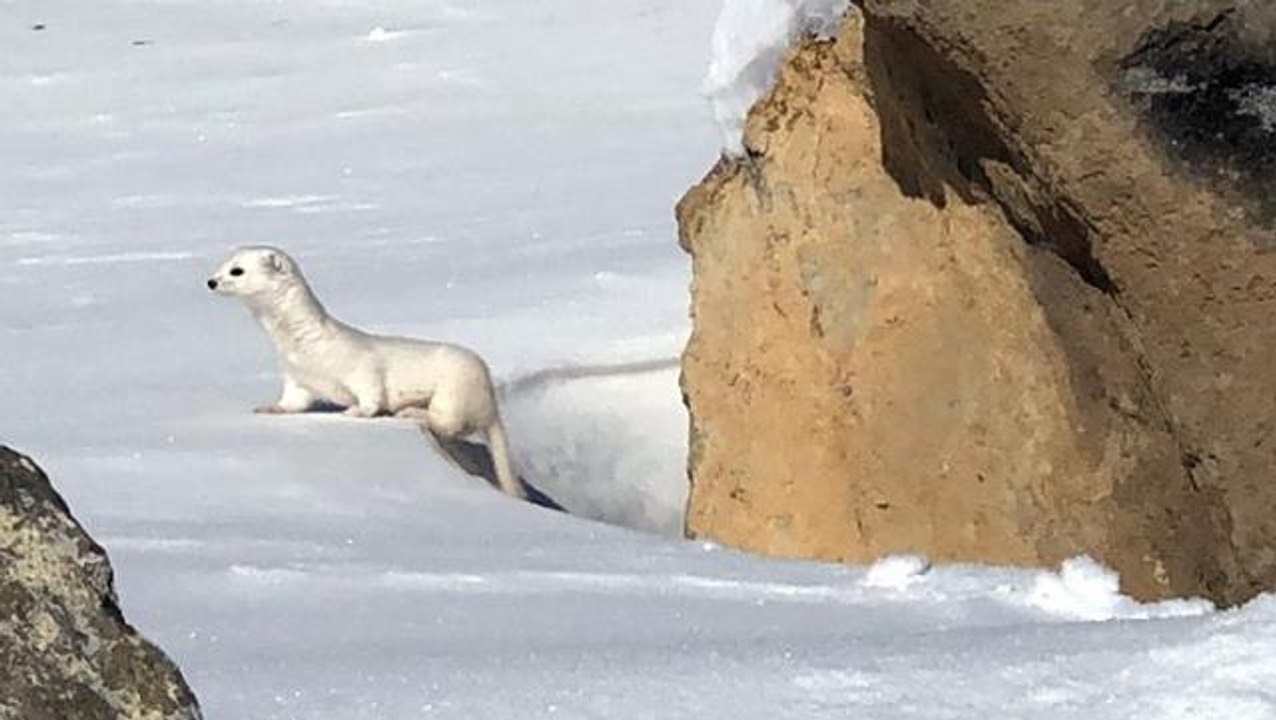 Görüntü Türkiye'den! Dışarı çok nadir çıkıyor, tam o anda deklanşöre basıldı