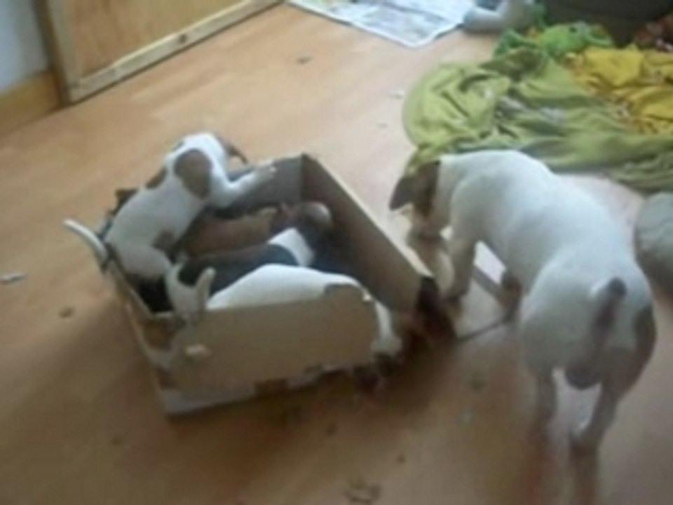 carton contre jacks