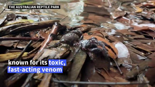 Australians warned of deadly spider 'plague' after floods