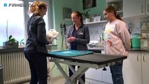 Tierarztpraxis Natalie Zitsch in Bretten – Ihre Expertin für Chirurgie, Kastration, Vorsorge u.v.m.