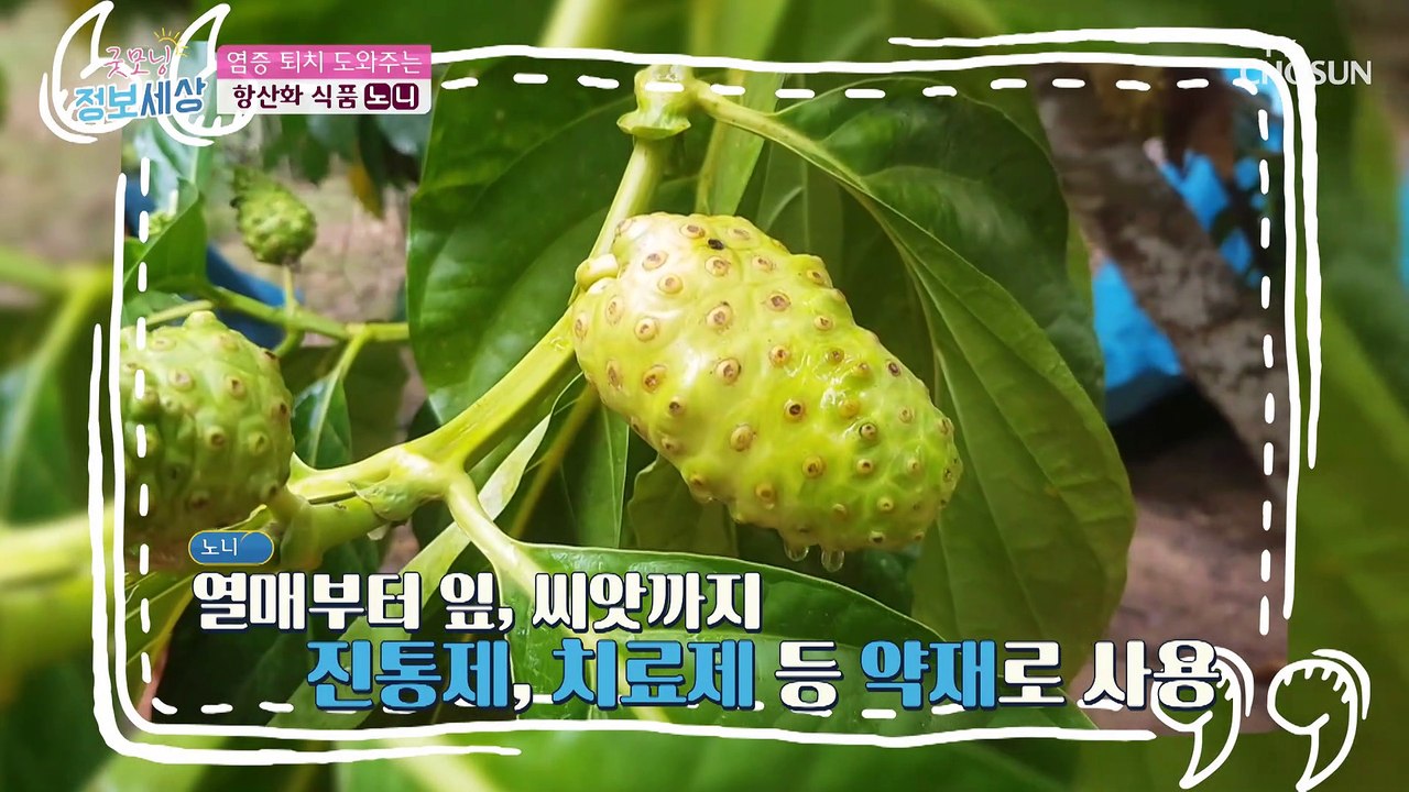 ❛노니❜ 만성염증 퇴치 도와주는 항산화 식품 TV CHOSUN 2103224 방송