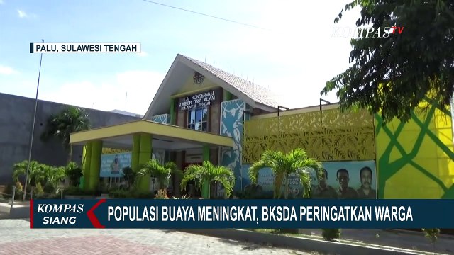 Waspada! Populasi Buaya Meningkat, BKSDA Peringatkan Warga