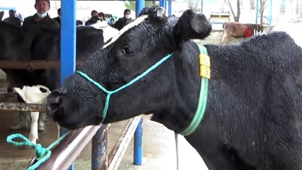 Simav’da canlı hayvan pazarı tekrar açıldı