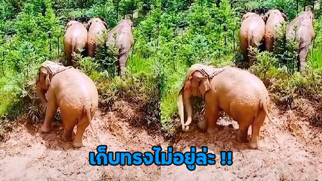 เก็บทรงไม่อยู่ ! โถ ๆ น้องช้าง จังหวะนี้หมดท่าเลย