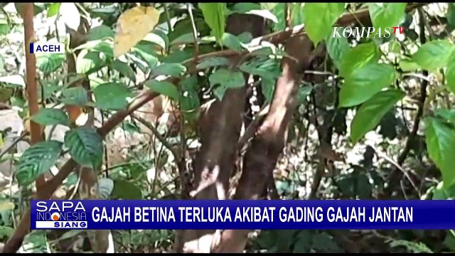 Gajah Betina Terluka Parah Karena Gading Gajah Jantan