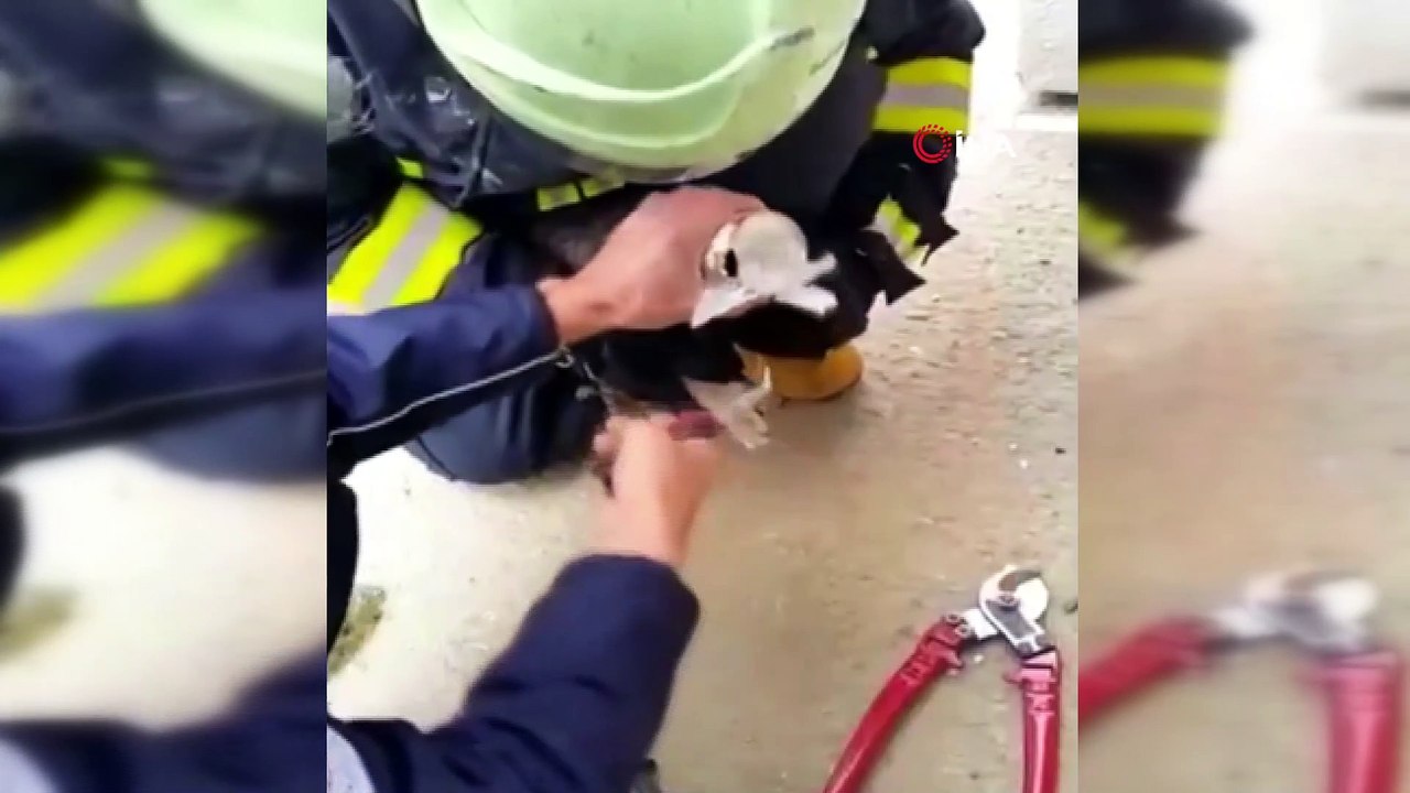 Yaramaz kedi kafasını konserve kutusun sıkıştırdı