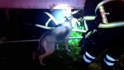 Yaralı yavru köpekler telef olmaktan kurtarıldı