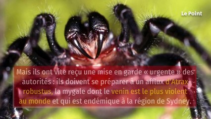 Inondations en Australie : le pays pourrait faire face à une invasion de mygales