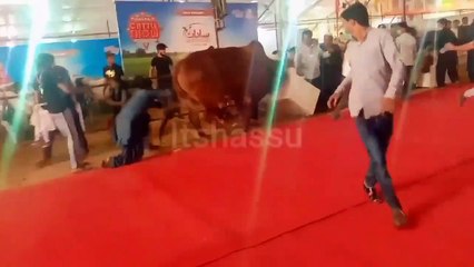 Ye bachra Expo ke Andr hi Bidak gaya tha !! Isne Logo Ka Bura haal krdya thaa 