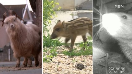 [세상돋보기] "멧돼지가 숙제를 먹었어요"…야생동물 도시 점령