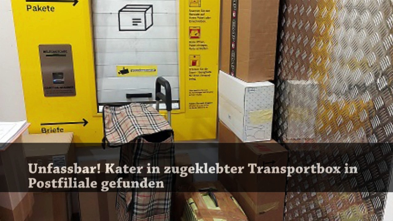 Unfassbar! Kater in zugeklebter Transportbox in Postfiliale gefunden