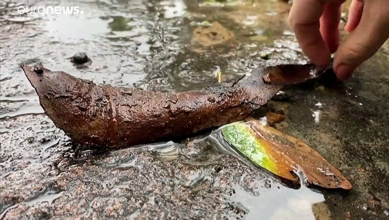 Australien: Nach den Überschwemmungen kommen die Spinnen