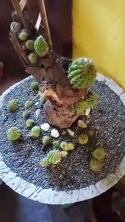 my jungle cactus!==