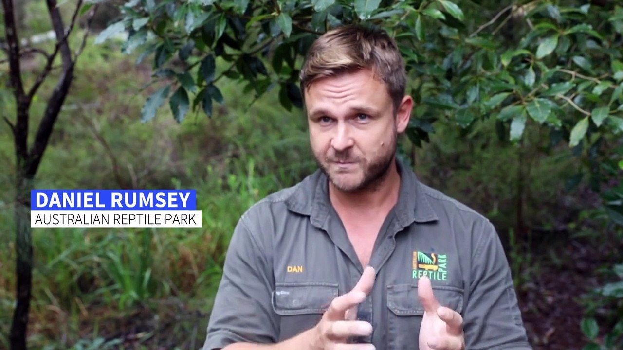 Giftspinnen-Alarm: Australien fürchtet Achtbeiner-Invasion