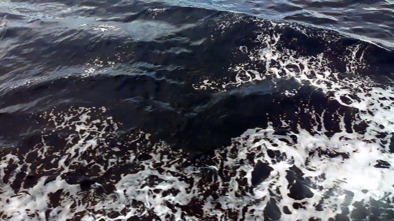 vit sea