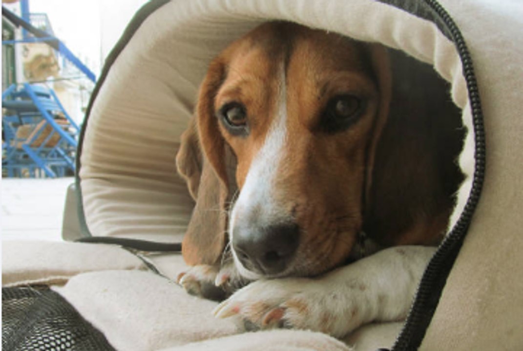 During a Disaster, How to Protect Your Pets?