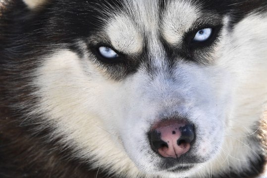 Julien Alloin, infirmier et directeur des centres de vaccination