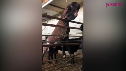 En kaliteli sütü veren Halep keçisi görüntüsüyle şaşırtıyor!