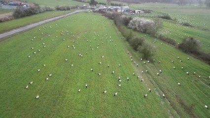 Leylekler İstanbul'da kar molası verdi