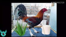 COMO CURAR LOS CAYOS EN LAS PATAS DE LOS GALLOS