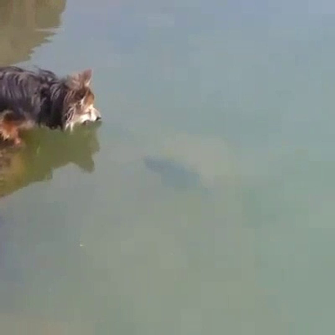 ⁣Funny animals / Смешные животные
