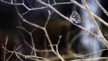 Rain sound with birds singing relaxation sleep sound