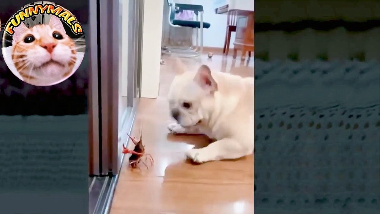 Video Mix of Funny Crazy Animals