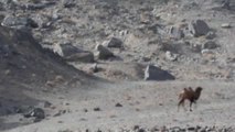 Avistan una manada de 30 camellos salvajes en el Desierto de Gobi (China)