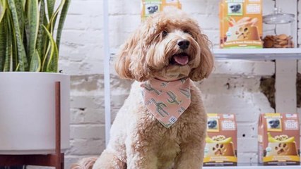 A Record Number of Dogs Were Adopted in 2020. This Entrepreneur is Trying to Help Them Stay With Their Forever Families.