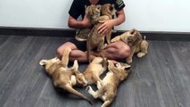 Moment calin avec une dizaine de bébés tigres. Adorable