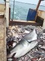 Ce que ces pecheurs découvrent  dans leur filet est impressionnant : grand requin blanc