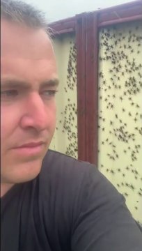 Des milliers d'araignées dangereuses envahissent les maison en Australie pour échapper aux inondations
