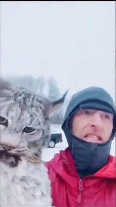 vaşak tavuklara dadandı