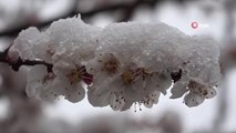 Çiçek açan meyve ağaçları kar altında kaldı