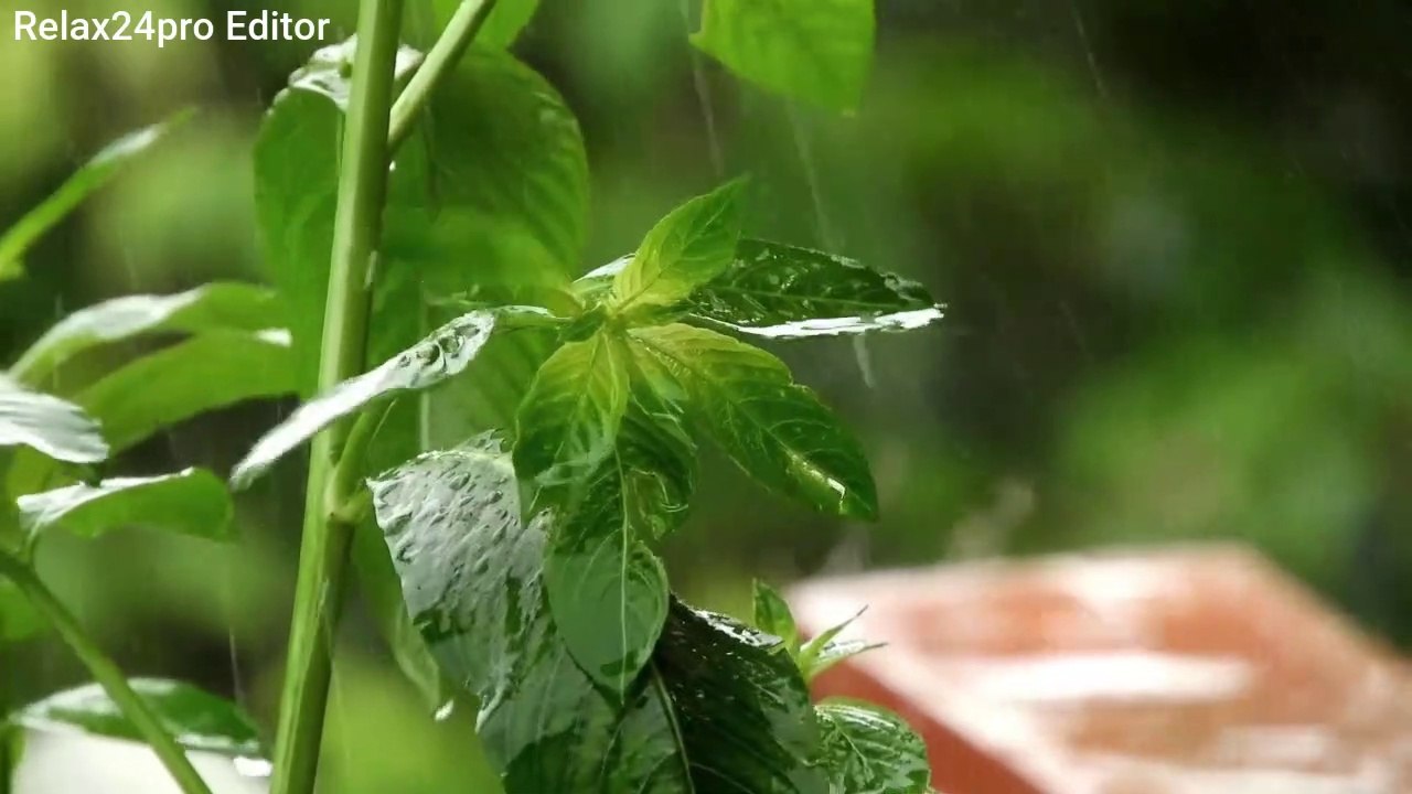 Rain ️ Sounds Sleep  Study Focus With Rainstorm White Noise 10 Hours
