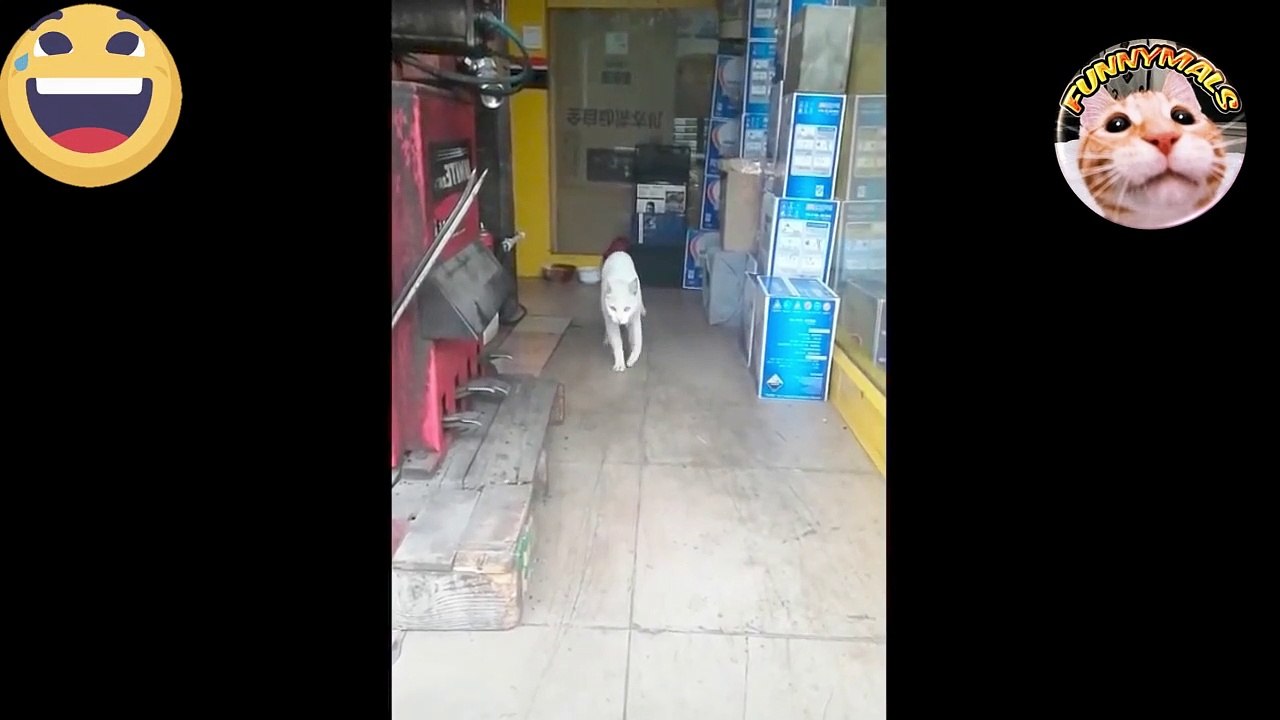Try not to Laugh at the Funny Follies