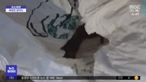 [뉴스터치] 탯줄 강아지 쓰레기봉투서 발견