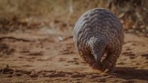 How Two Safari Destinations Are Helping the World Better Understand Pangolins