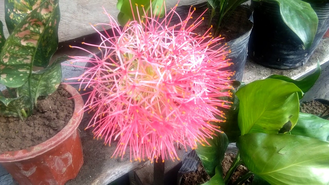 Rare Flowers