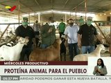 Lara | Agropecuaria “El Triunfo” impulsa producción de más de 400 ovinos y caprinos en el municipio Iribarren