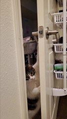 Smart Kitty Discovers How Door Handles Work