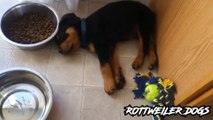 rottie cutie